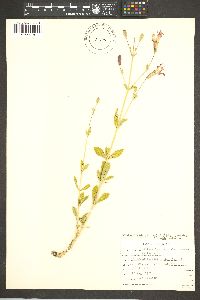 Silene laciniata subsp. greggii image