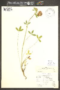 Trifolium longipes image