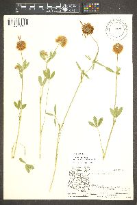 Trifolium longipes image