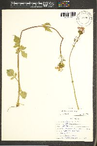 Valeriana arizonica image