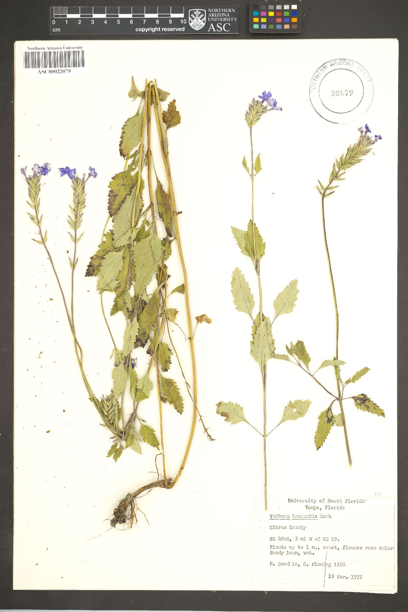 Verbena tampensis image