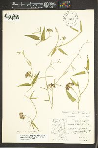 Funastrum heterophyllum image