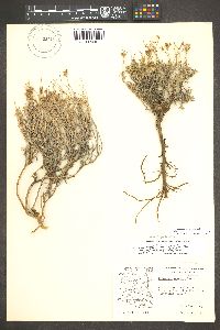 Eriogonum pulchrum image