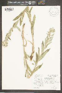 Lithospermum thuberi image