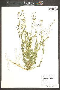 Camelina microcarpa image