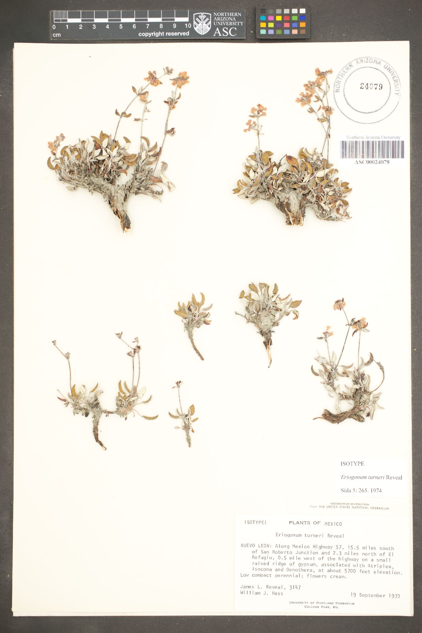 Eriogonum turneri image