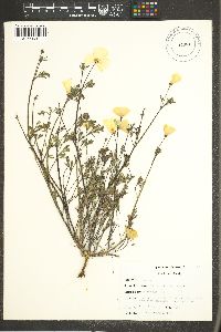 Eschscholzia californica image