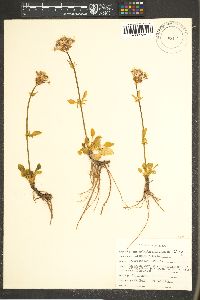 Valeriana arizonica image