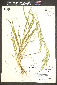 Bromus catharticus image