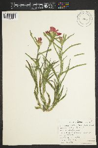 Castilleja latebracteata image