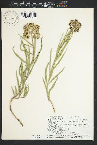 Asclepias asperula image