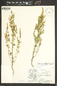 Ambrosia acanthicarpa image