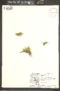 Cherleria obtusiloba image