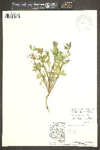 Lupinus succulentus image