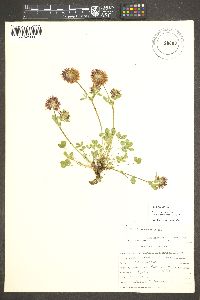 Trifolium longipes image