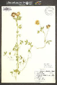 Trifolium wormskioldii image