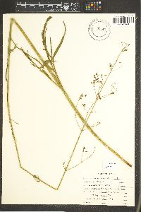 Valeriana edulis image