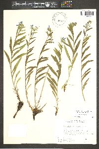Mertensia lateriflora image
