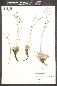 Eriogonum lachnogynum image