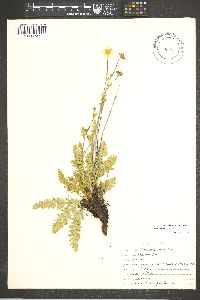 Geum rossii image