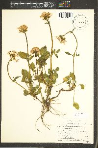 Valeriana acutiloba image