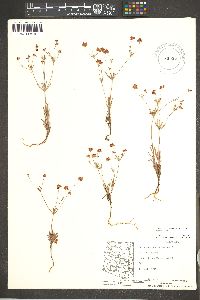 Eriogonum pharnaceoides image