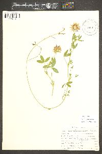 Trifolium wormskioldii image