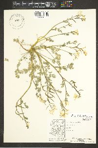 Corydalis aurea image