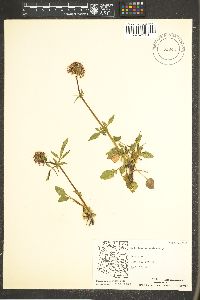 Valeriana arizonica image