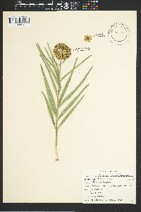 Asclepias asperula image