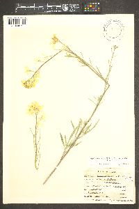 Erysimum asperum image