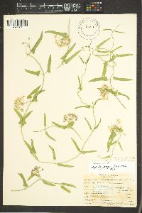 Funastrum heterophyllum image