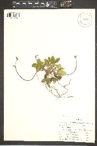 Fragaria vesca image