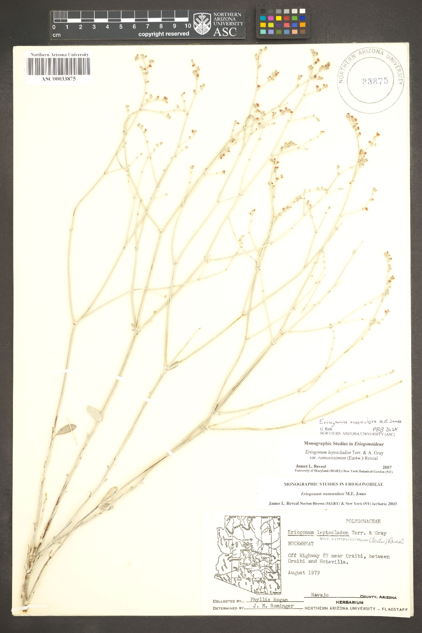 Eriogonum nummulare image