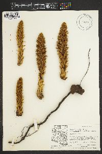 Conopholis alpina var. mexicana image