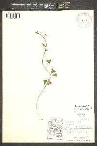 Maurandella antirrhiniflora image