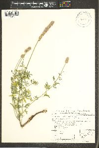 Dalea searlsiae image