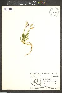 Silene laciniata image