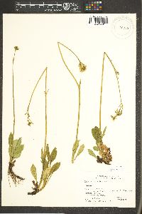 Valeriana acutiloba image