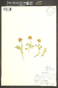 Trifolium longipes image