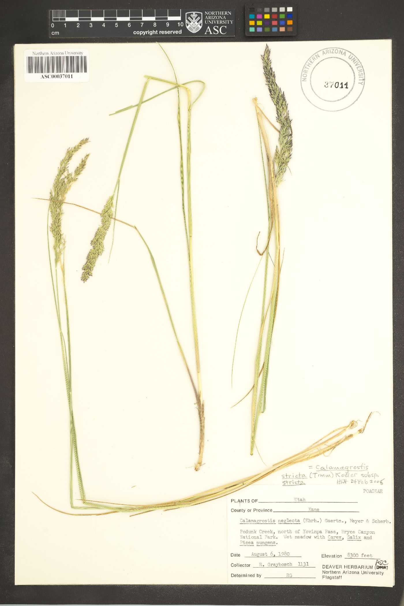 Calamagrostis stricta subsp. stricta image