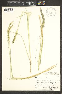 Calamagrostis stricta image