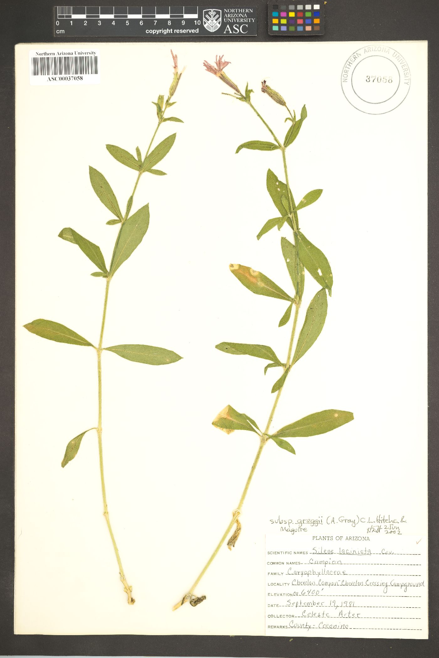 Silene laciniata subsp. greggii image