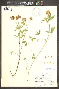 Trifolium longipes image