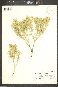 Sophora stenophylla image