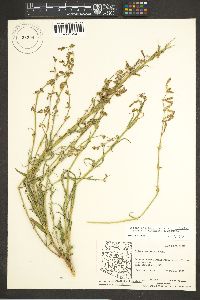 Silene scouleri image