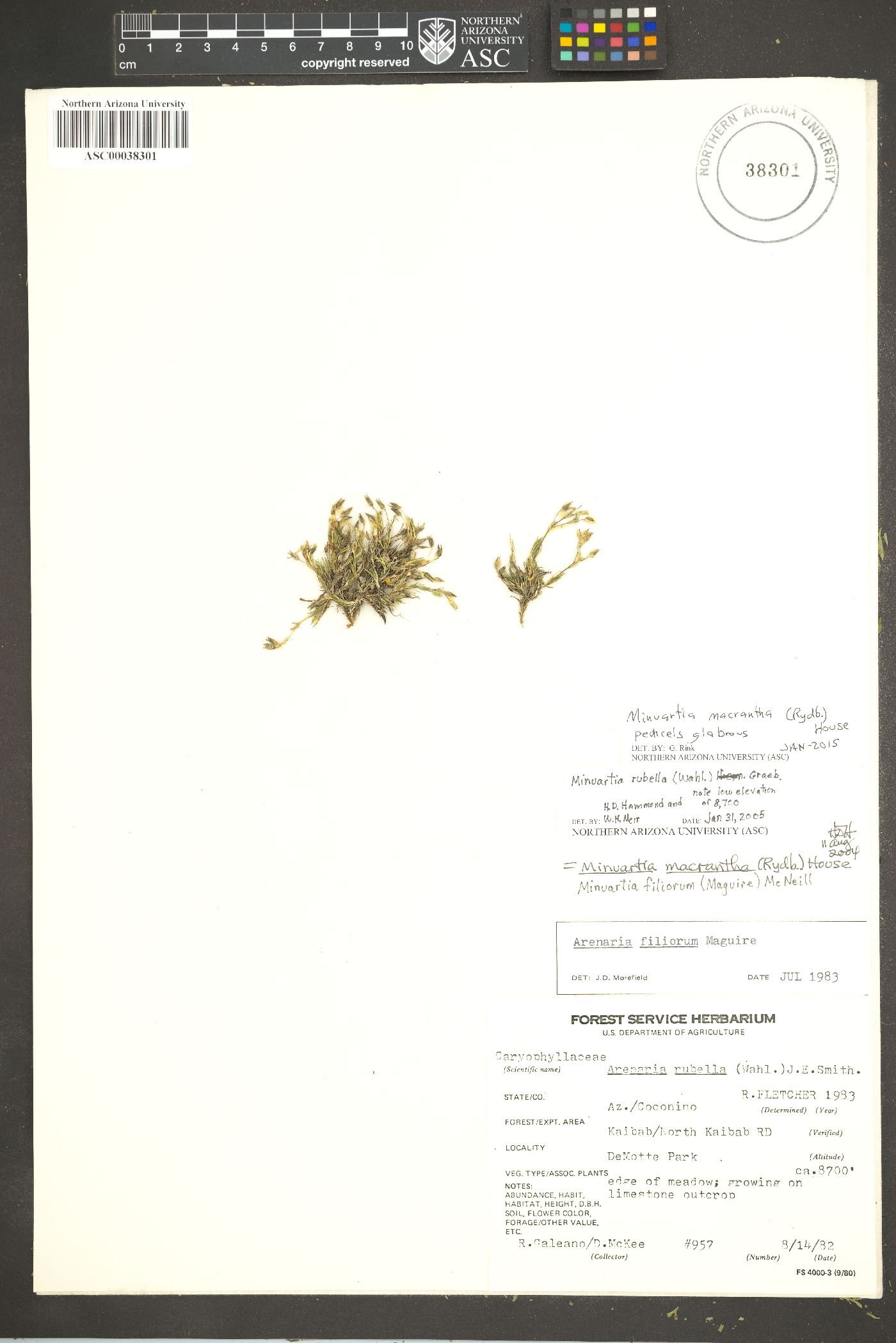 Sabulina macrantha image