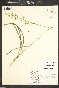Zigadenus virescens image