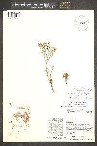 Eriogonum ericifolium image