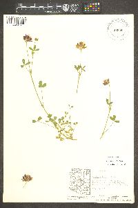 Trifolium wormskioldii image